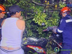 Pohon Kedondong Raksasa Tumbang di Padang Utara, Tim BPBD Evakuasi 4 Motor Tertimpa