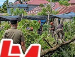 Pohon Trambesi Tumbang di Pauh, Satu Warga Alami Patah Tulang dan Akses Irigasi Sempat Terhambat 