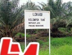 Disinyalir kelompok Tani SJ-PS ,Lakukan Penanaman Sawit dikawasan Hutan HPK di Tapan,Tanpa Ada Teguran dari Penegak Hukum