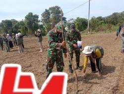Sinergi Satgas TMMD Ke 127 Kodim 0311/ Pessel, Brigade Pangan, Wujudkan Ketahanan Pangan