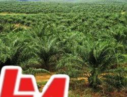 Gerakkan Ekonomi Daerah, PT SAPTA Jadi Penyerap Tenaga Kerja Utama di Mukomuko dan Silaut