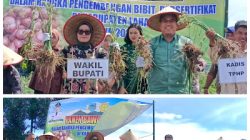 Pemkab Lahat Menggelar Panen Perdana Bawang Merah Varietas Brebes Yang Ditanam Di Lahan Binaan Desa Tunggul Bute Kecamatan Kota Agung 