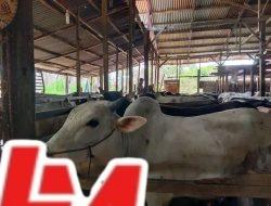 Pengecekan Kesehatan Hewan Kurban Jadi Angin Segar bagi Pedagang di Tengah Penurunan Daya Beli