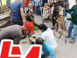Jumlah Hewan Kurban di Masjid Raya Pauh Kampung Dalam Kota Padang Meningkat Dibanding Tahun Lalu, Sapi 15 dan Kambing 8 Ekor 