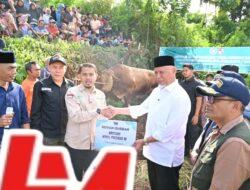 Gubernur Mahyeldi Hadiri Penyembelihan Sapi Qurban Bantuan Wakil Presiden RI di Limapuluh Kota